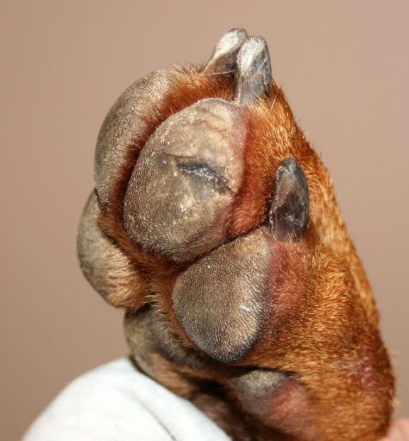 dog with split paw pad