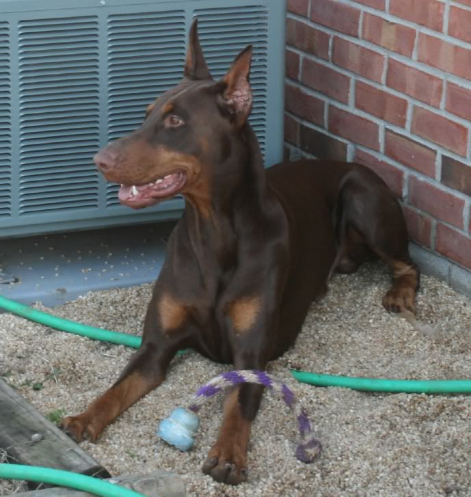 Dobes And Hounds - Doberman Forum : Doberman Breed Dog Forums