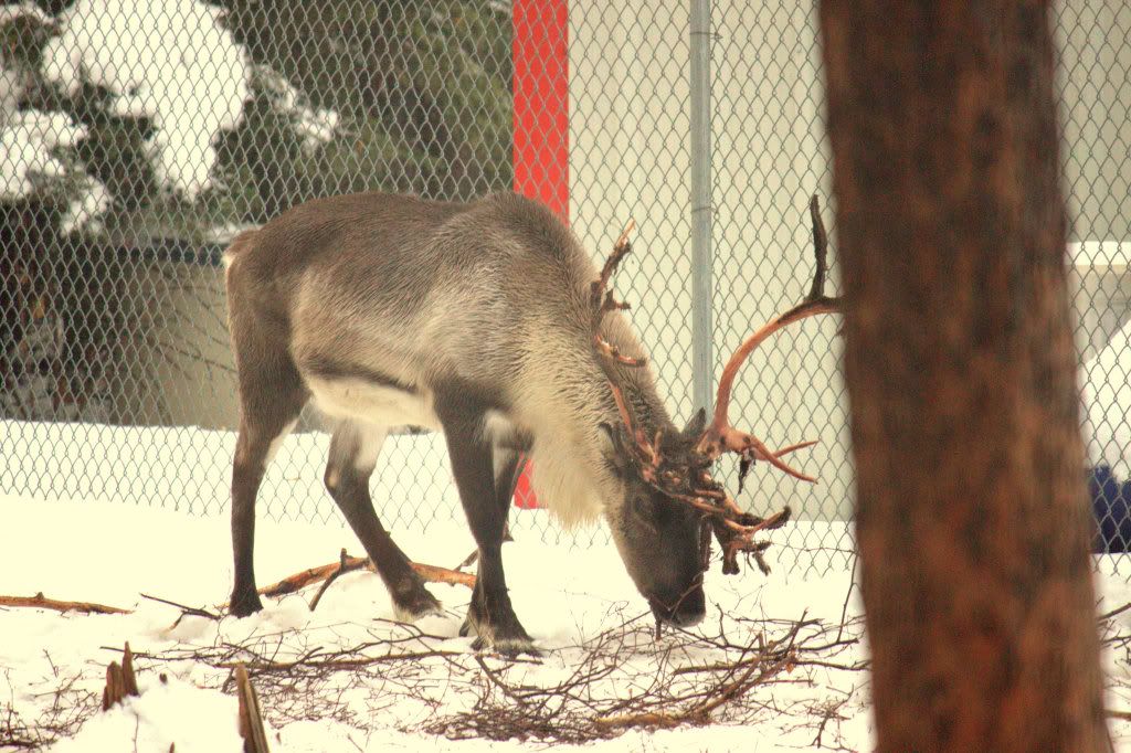 Santaclaus ReinDeer Pictures, Images and Photos