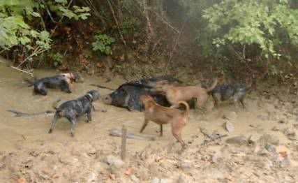hog dogs semblance