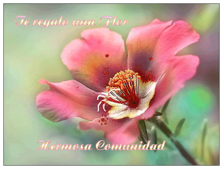 flor-6.gif picture by Star10397