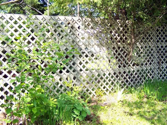 Quicky windbreak? - Homesteading Questions