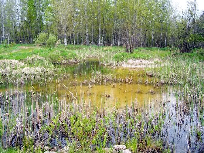 turning swamp into pond - Homesteading Questions