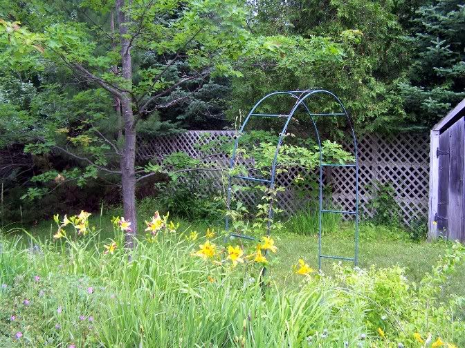 Quicky windbreak? - Homesteading Questions