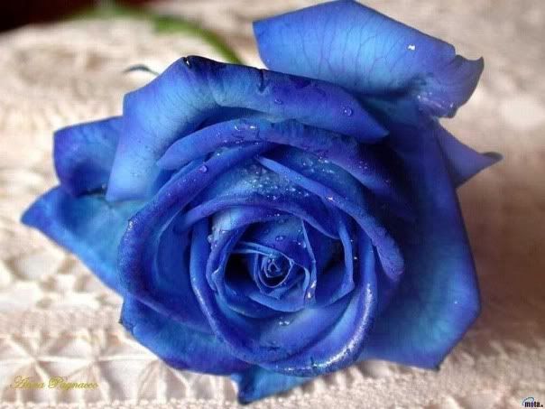 blue rose photo: Blue Rose blue_rose.jpg