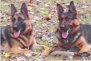ApacheSavagePart20023.jpg picture by gsdfanatic