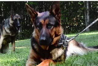 GermanShepherds0001.jpg picture by gsdfanatic