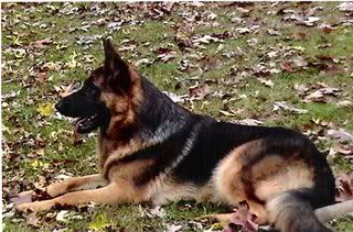 GermanShepherds0002.jpg picture by gsdfanatic