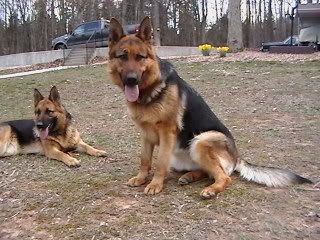 IMGA2751.jpg picture by gsdfanatic