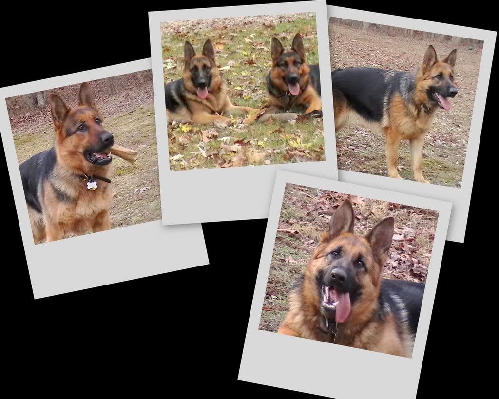 collage.jpg My Darling Girls... picture by gsdfanatic
