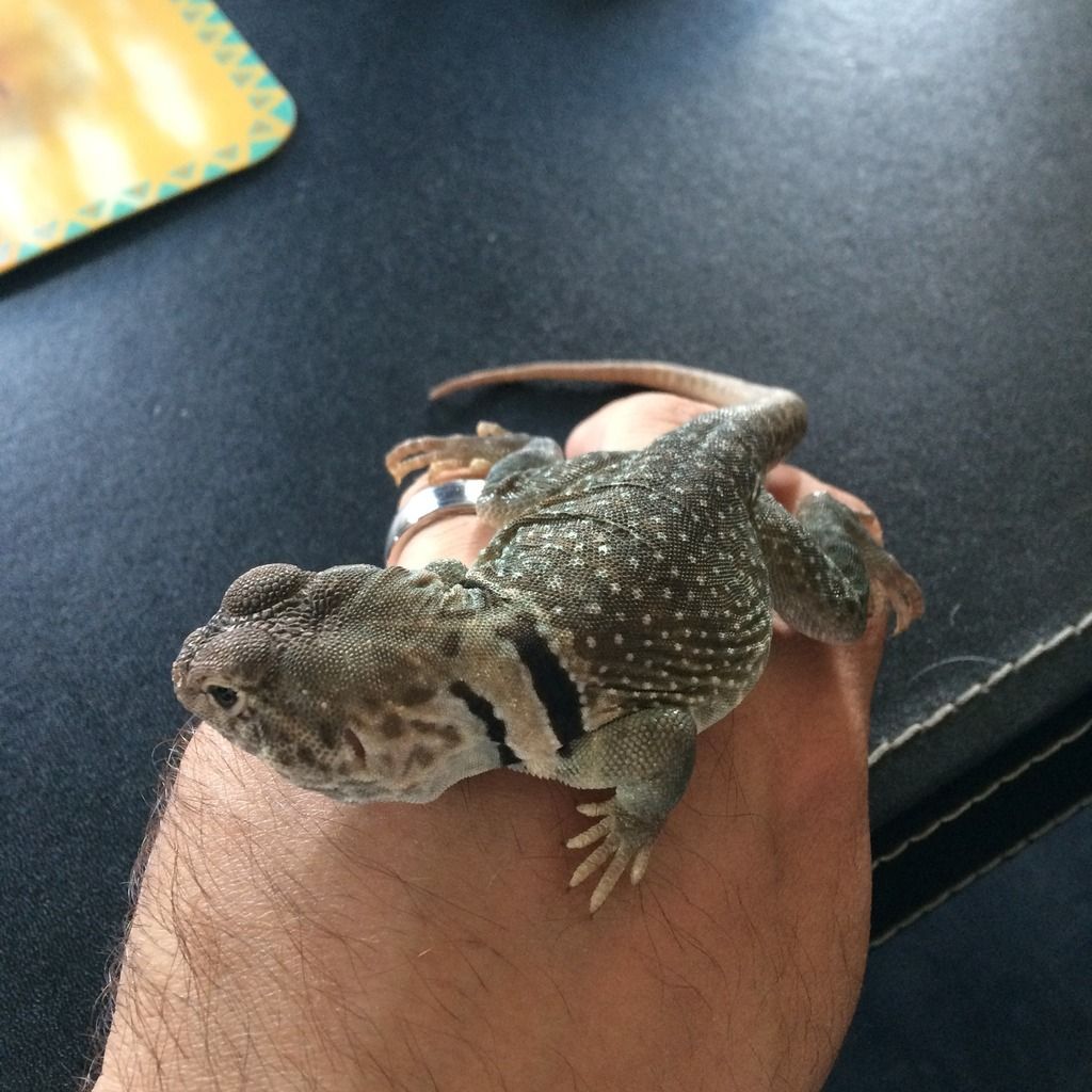 Ne England - Collared Lizard Babies - Ready November 