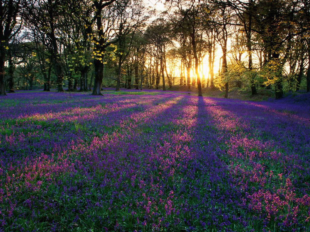 purple posies Pictures, Images and Photos