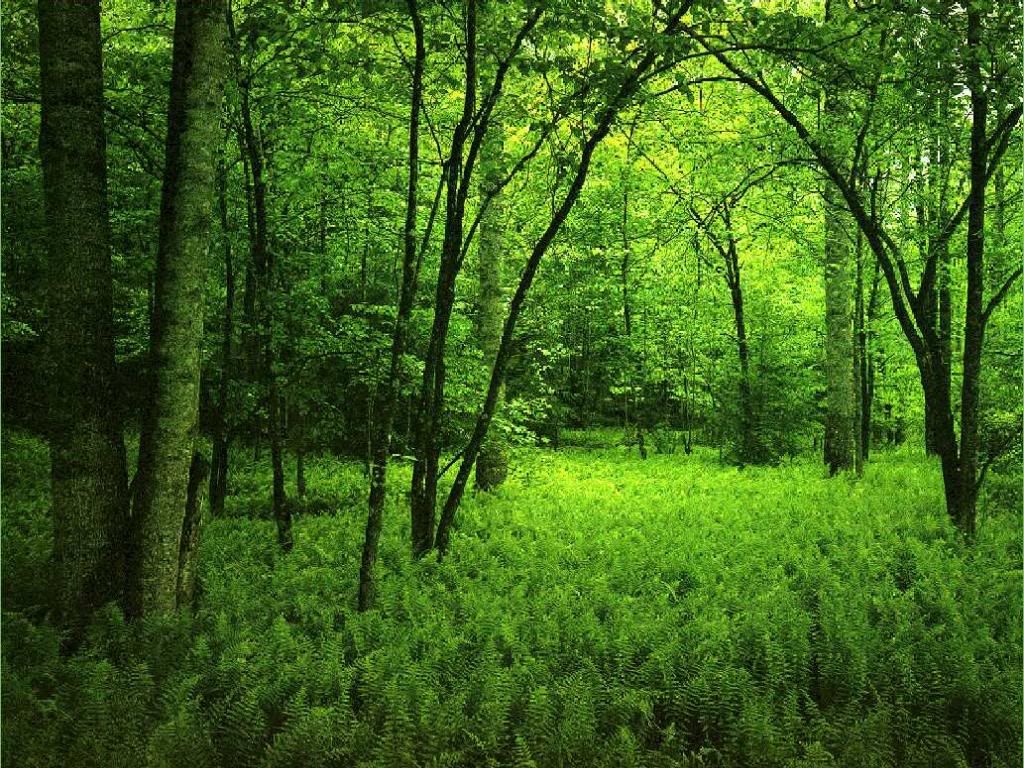 green photo: green nature-wallpaper.jpg