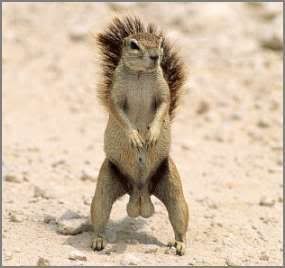 squirrelnuts