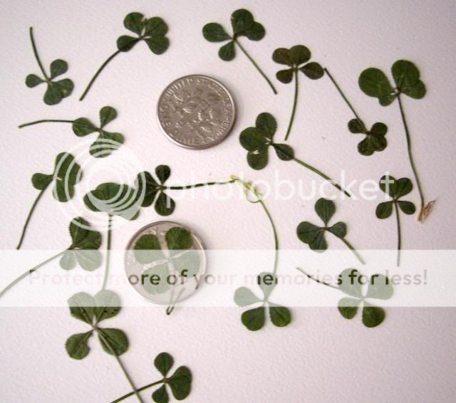 The clovers are each unique and dried individually so shape, color and 