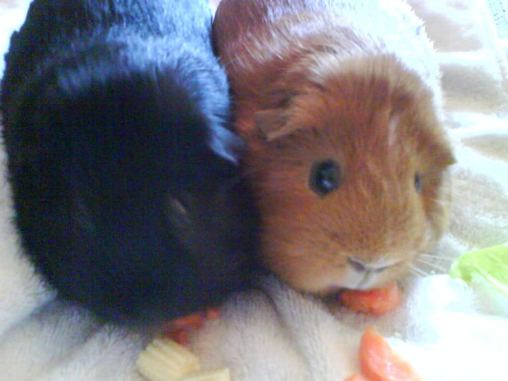 CopyofPiggies007.jpg