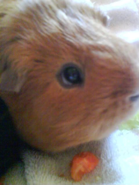 Piggies001-1-1.jpg