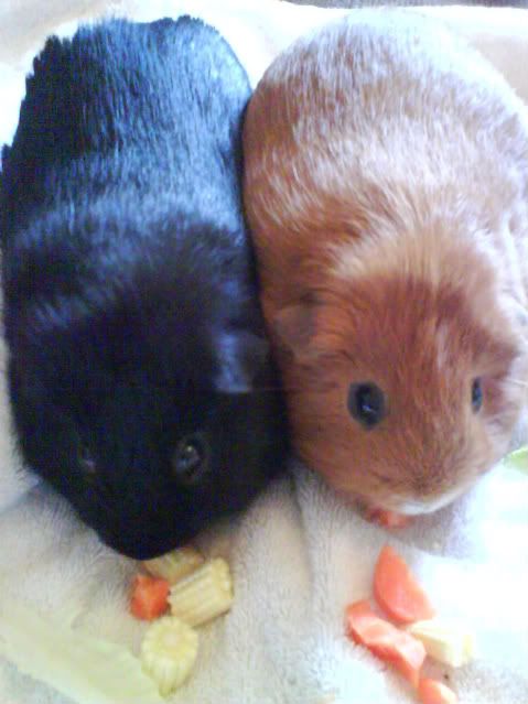 Piggies002-1-1.jpg