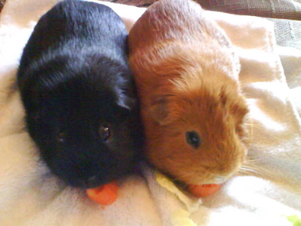 Piggies003.jpg