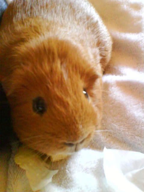 Piggies004-1.jpg
