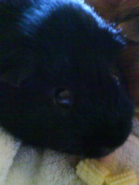 Piggies005-1.jpg