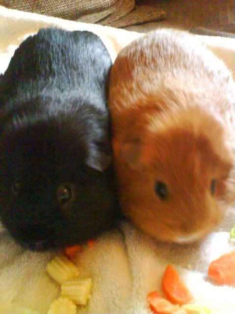 Piggies006-1.jpg