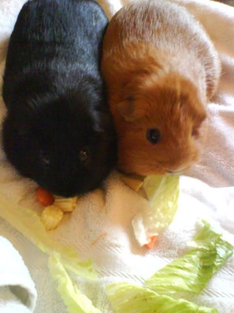 Piggies008-1-1.jpg