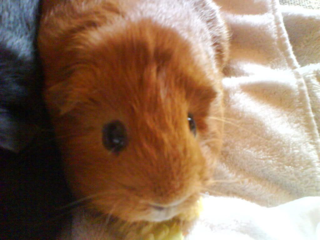 Piggies009.jpg