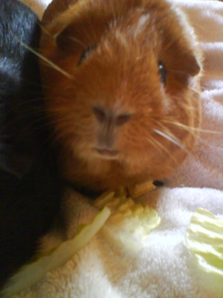 Piggies010-1-1.jpg