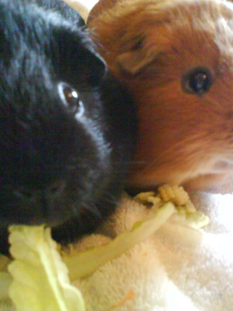 Piggies011-1-1.jpg