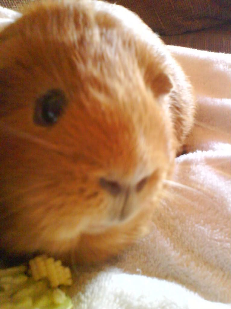Piggies012-1.jpg