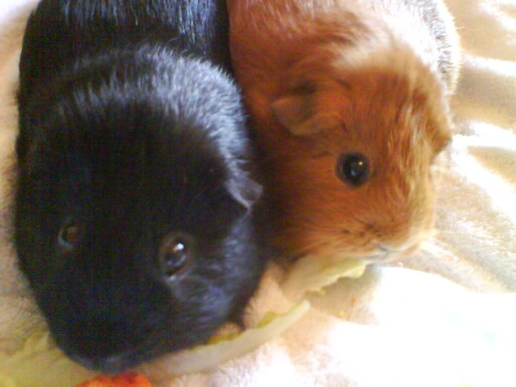 Piggies013.jpg