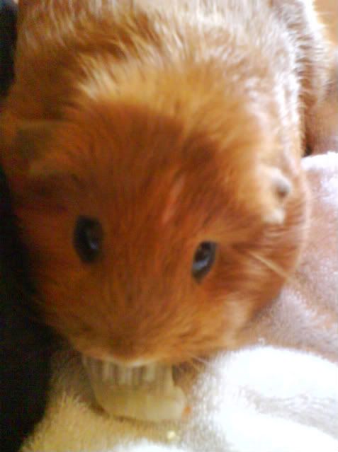 Piggies014-2-1-1.jpg