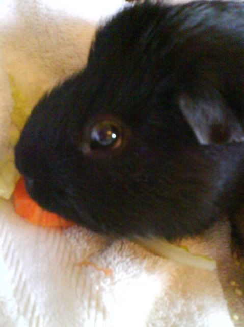 Piggies015-1.jpg