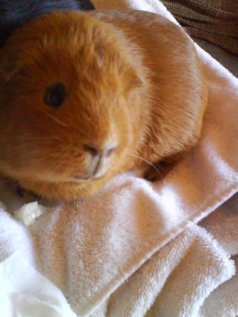 Piggies016-1.jpg