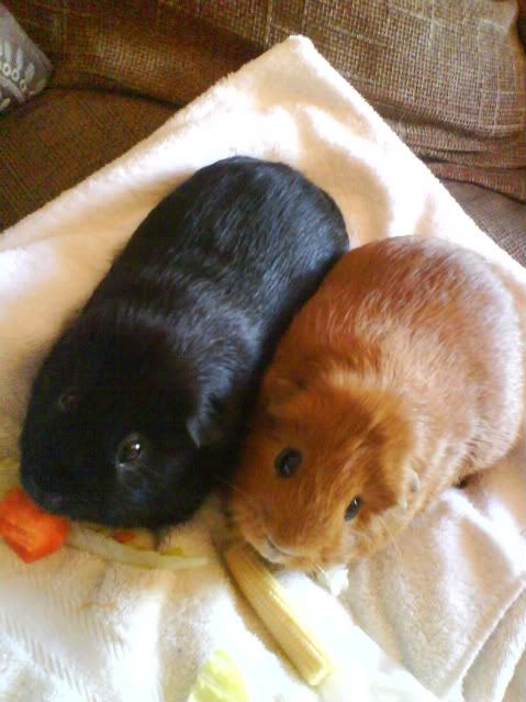 Piggies017-1.jpg