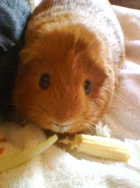 Piggies018-1.jpg