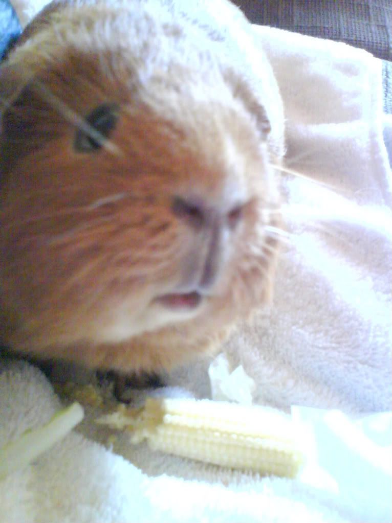 Piggies019-1.jpg