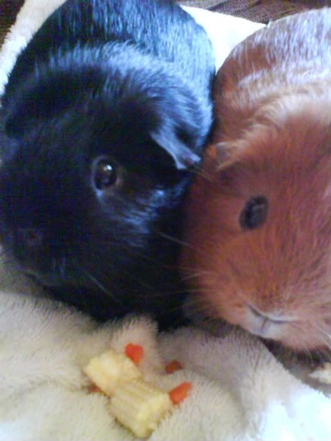 Piggies021-1.jpg