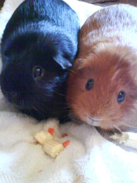 Piggies022-1.jpg