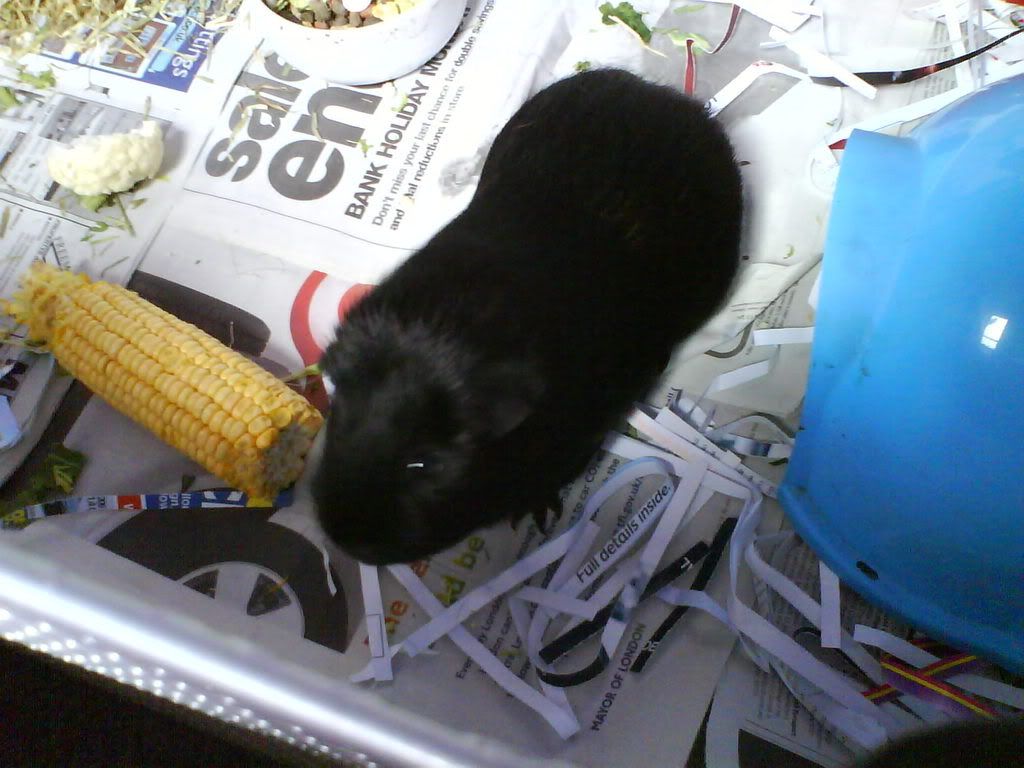 Piggies024.jpg