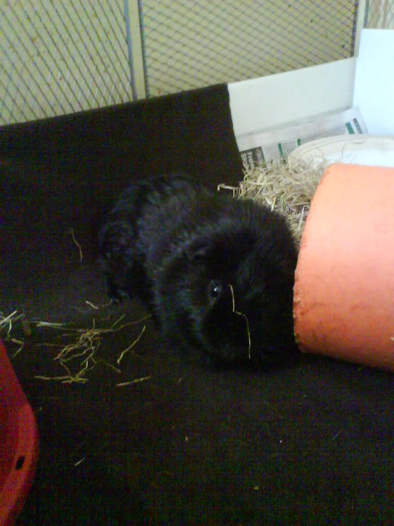 Piggies029.jpg