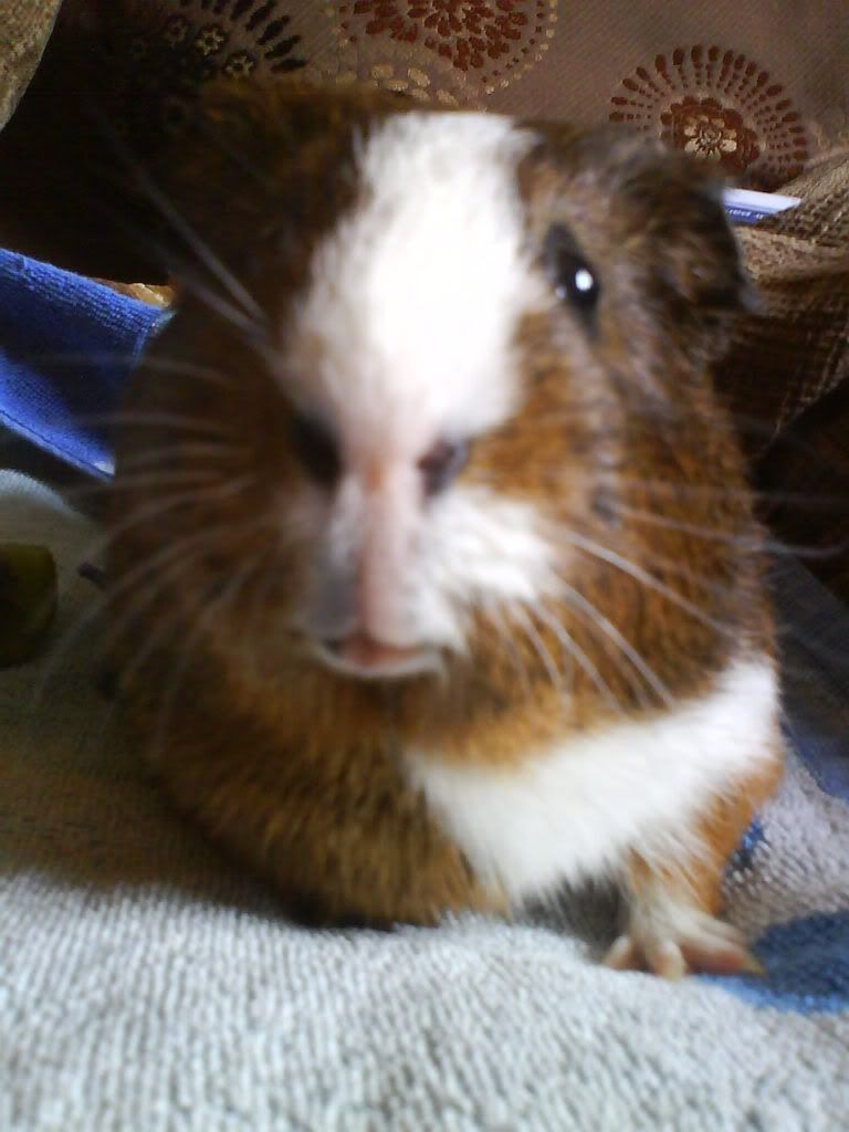 Piggies031.jpg