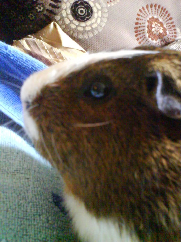 Piggies032.jpg