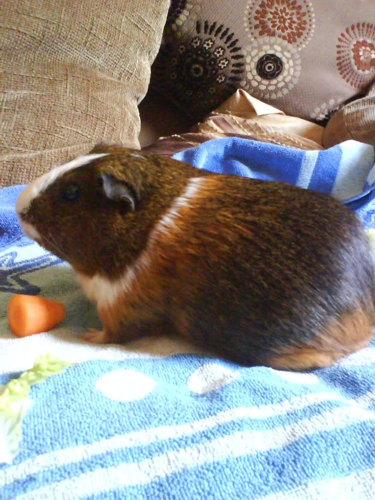 Piggies033.jpg