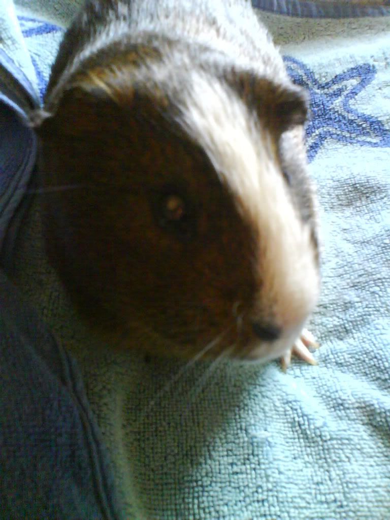 Piggies034.jpg
