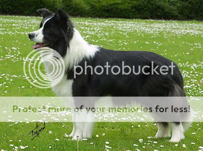 Border Collie Pictures, Images and Photos