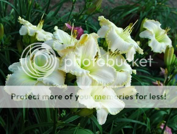 White Daylilies