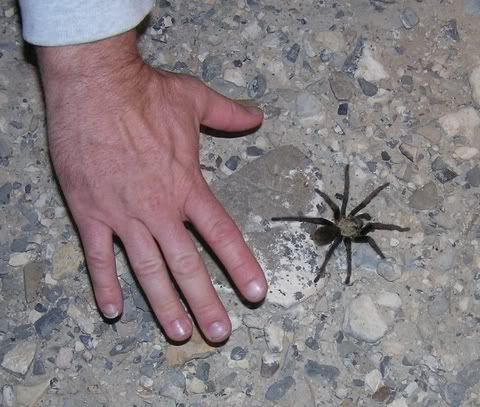 Tarantula1.jpg